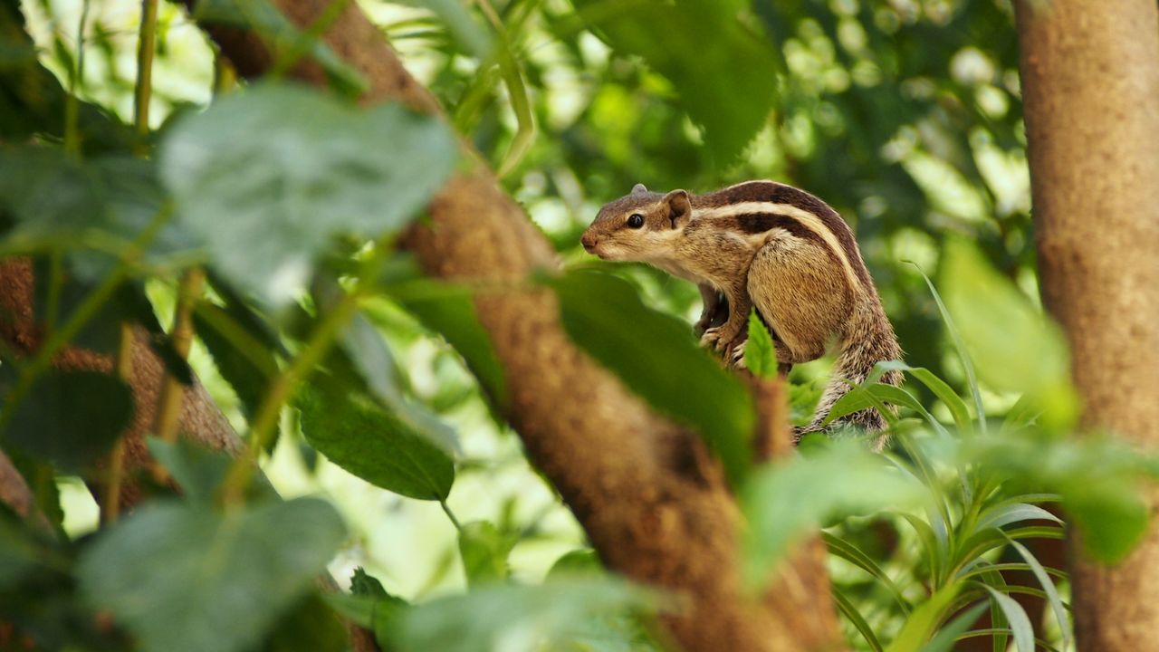 Pozad Veverka 1280x720. Potaov tapeta na plochu. Wallpaper, obrzek zdarma