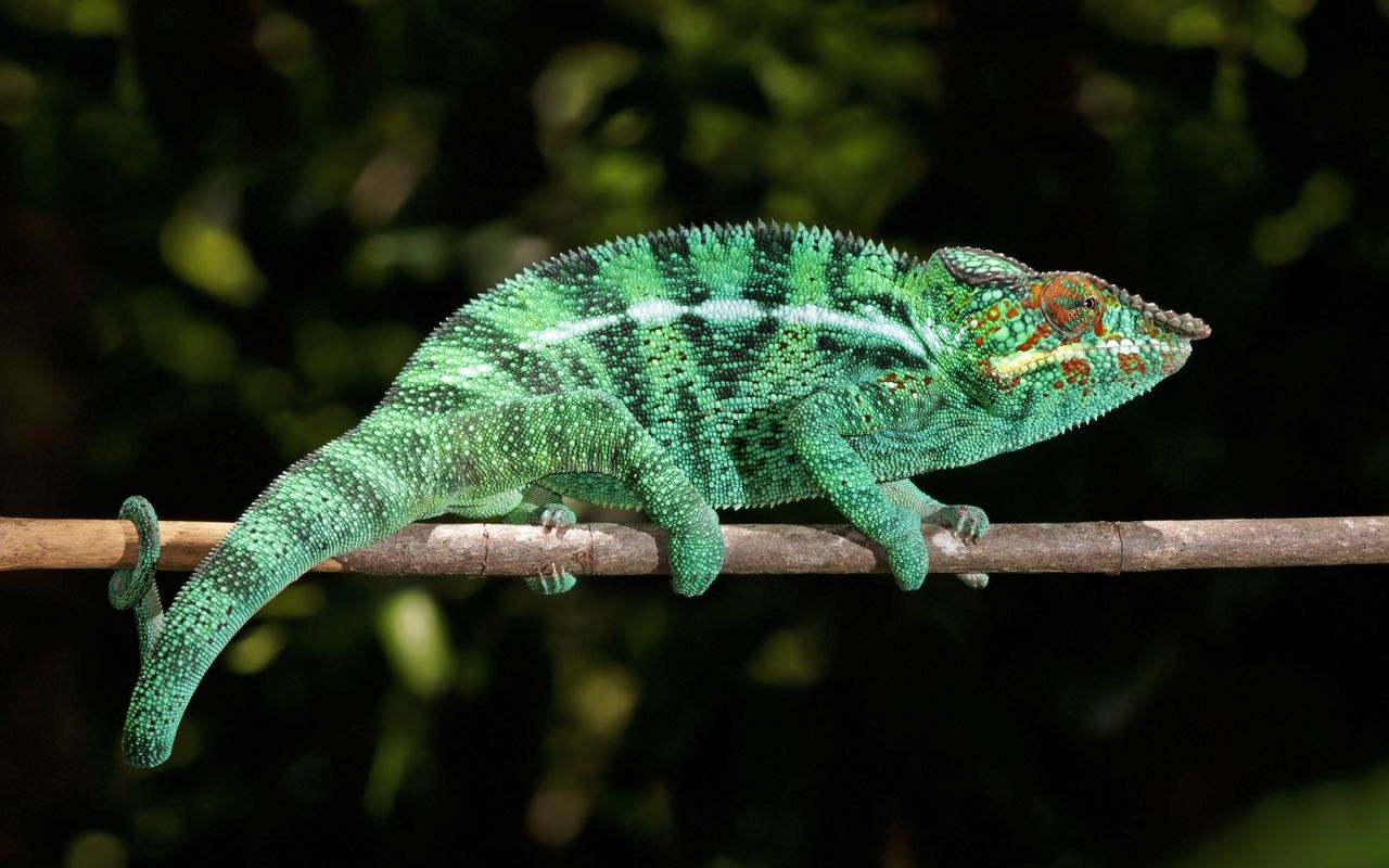 Chameleon 1280x800. Potaov tapeta, wallpaper, obrzek zdarma na plochu Windows