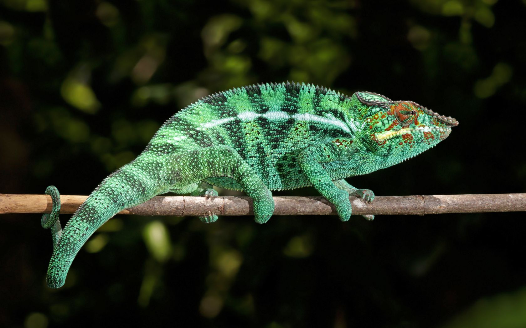 Chameleon | 1680x1050. Wallpaper, Pozad, Tapeta na plochu.