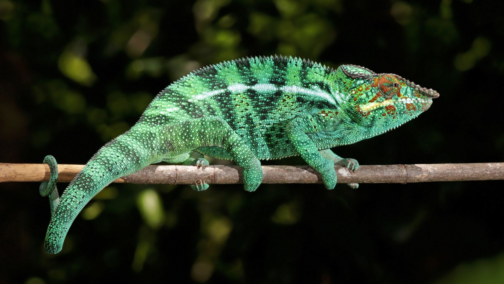 Tapeta, obrzek Chameleon - 1920x1080 px. Wallpaper na plochu PC zdarma