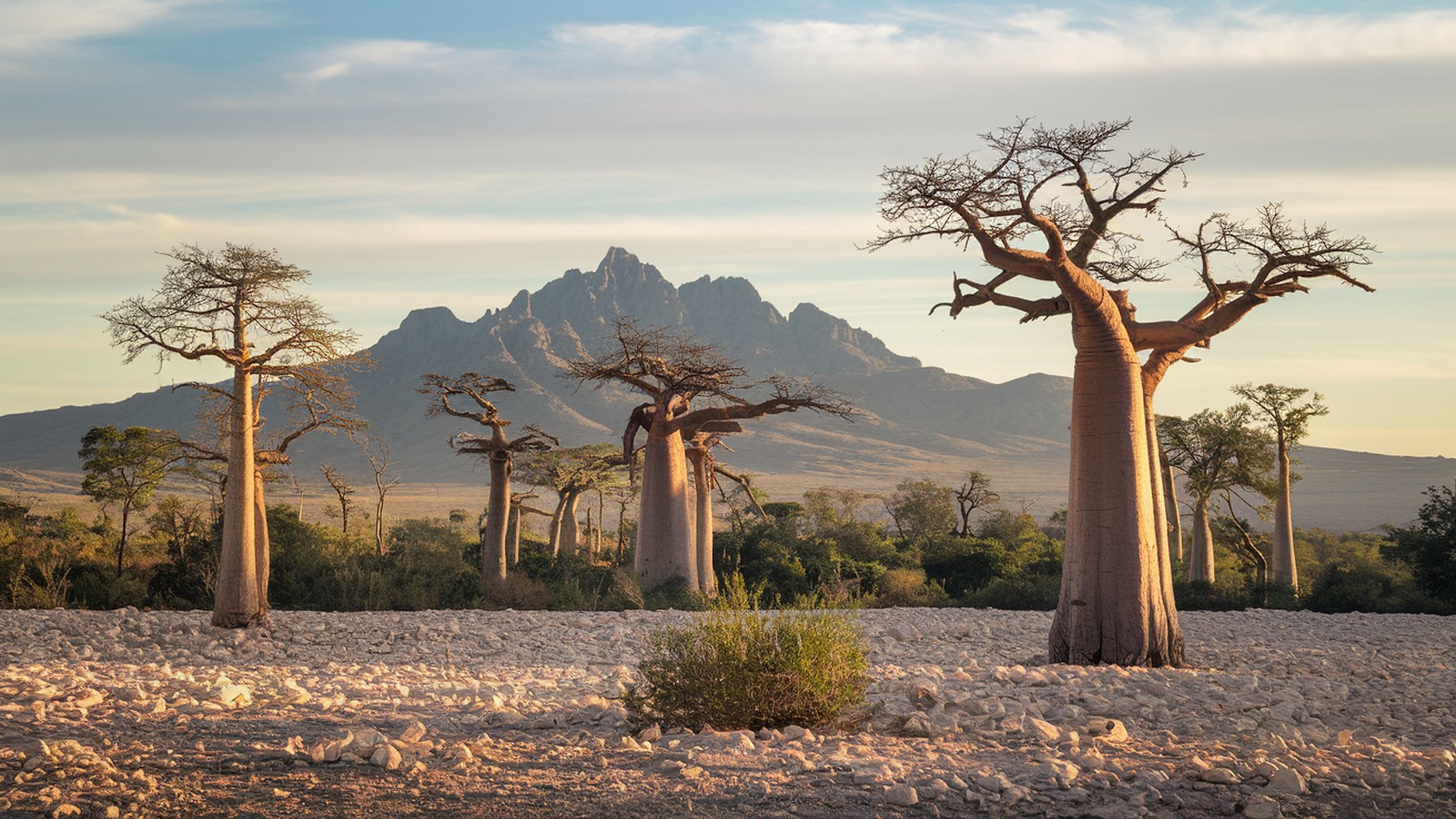 Madagaskar 1920x1080. Tapeta, pozad na plochu PC. Obrzek ke staen zdarma