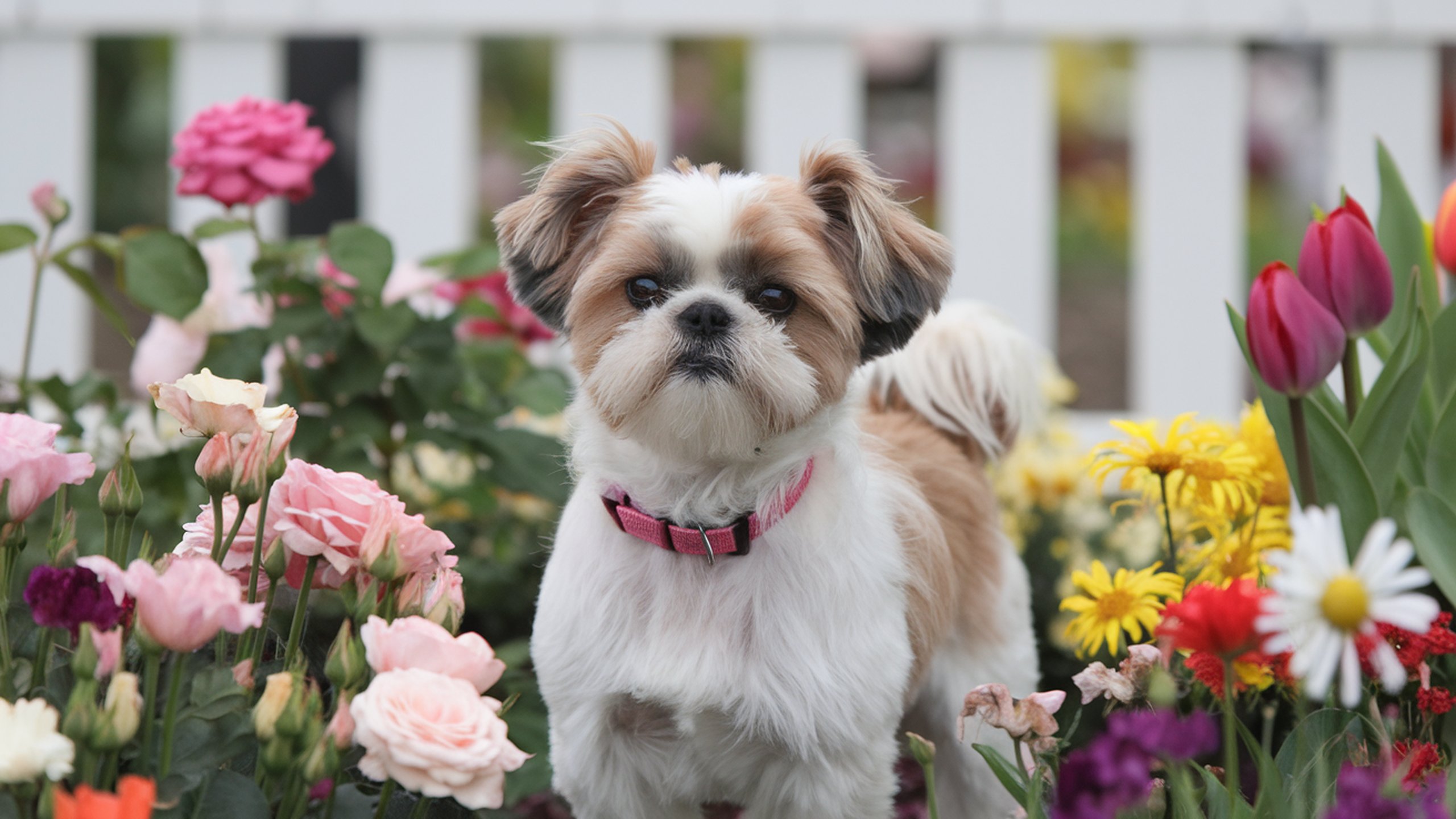 Tapeta na plochu monitoru: Shih-tzu, 2560x1440. Obrzek, wallpaper zdarma